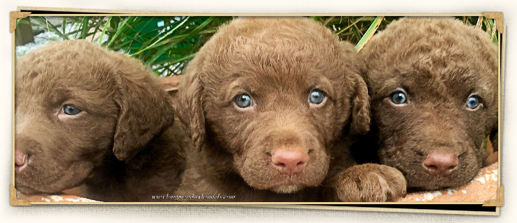 bay retriever puppies