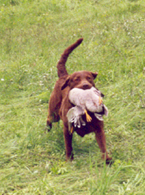 Briar & Duck, LongMeadow Chesapeakes in Dover, PA